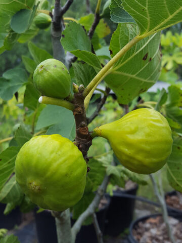 Santa Cruz Dark Fig Tree (ficus carica)