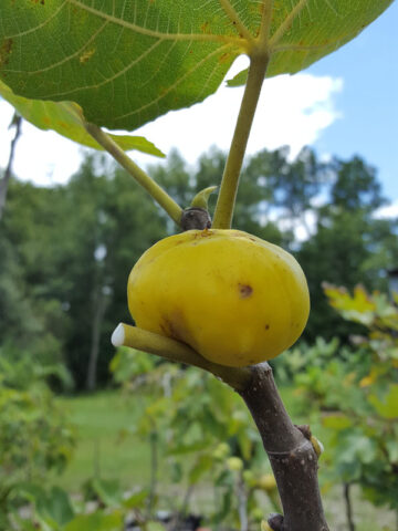 Tashkent Fig Tree (ficus carica)
