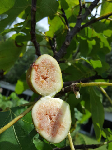 Vashon Fig Tree (ficus carica)