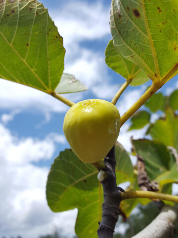 White King Fig Tree (ficus carica)
