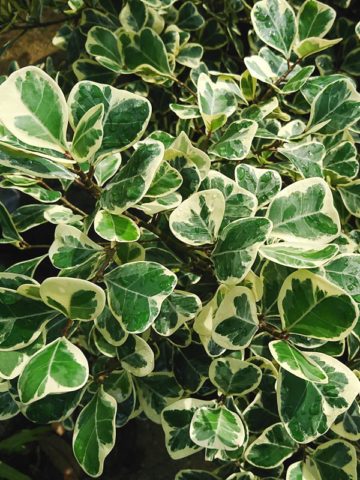 Malay Gold Ficus Tree (ficus natalensis leprieurii)
