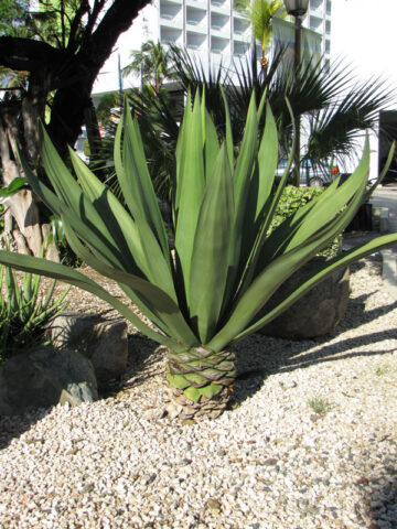 Lg. Jade Paper Leaf Agave (furcraea foetida)