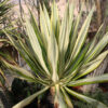 XL Variegated Paper Leaf Agave (furcraea mediopicta)