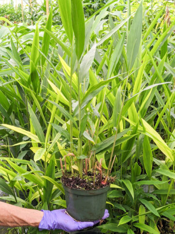 XL Ammonium Cardamom Ginger Plant (ammonium)
