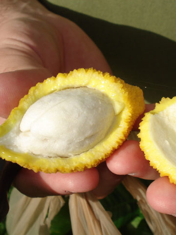 Sweet Charichuelo (garcinia madruno)