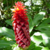 Lg. Barbatus Ginger Plant (costus sp)