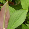 Lg. Erythrothyrsus Pleated Ginger Plant (costus sp)