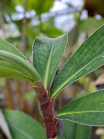 Lg. Maroon Ruffles Ginger Plant (costus sp)