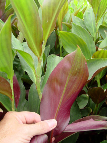 Lg. Varzearum Ginger Plant (costus sp)