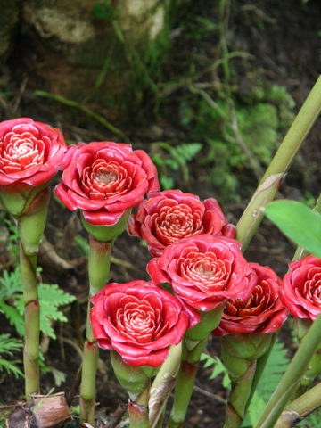 Lg. Malay Rose Torch Ginger Plant (etlingera venusta)