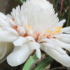 XL White Torch Ginger Plant (etlingera elatior)