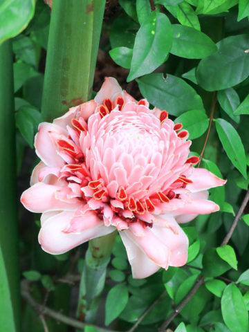 XL Yamamoto Torch Ginger Plant (etlingera elatior)