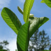 Cuban White Guava Tree (psidium guajava)