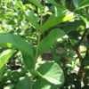 Lucknow 49 White Guava Tree (psidium guajava)