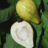 Lynda White Pear Guava Tree (psidium guajava)