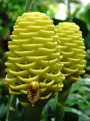 Lg. Early Yellow Ginger Plant (zingiber sp)