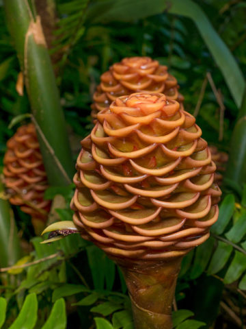 Lg. Glowing Orb Ginger Plant (zingiber sp)