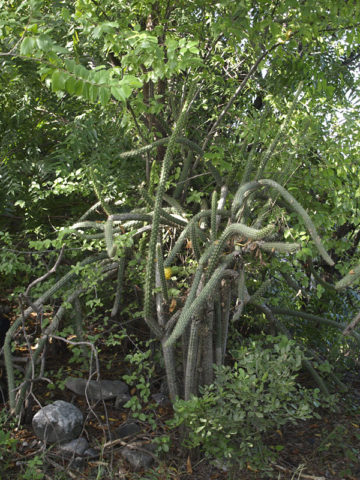 Giant Gold Dragon Apple Cactus (harrisia nashii)