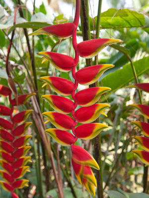 Pendant Lobster Claw Plants (heliconia rostrata)