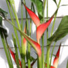 Upright Dwarf Jamaican Lobster Claw Plant (heliconia stricta)
