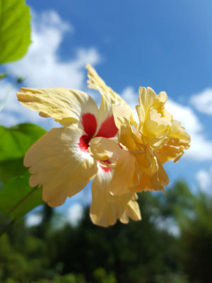 Golden Poodle El Capitolio (h.rosa-sinensis)