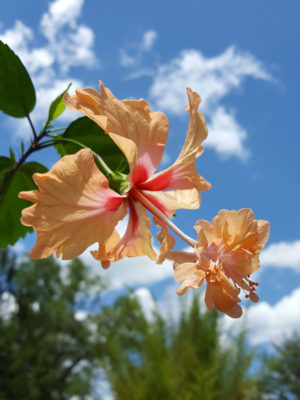Peach Poodle Hibiscus El Capitolio (h.rosa-sinensis)