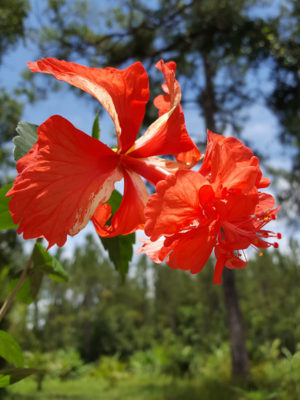 Red Poodle Hibiscus El Capitolio (h.rosa-sinensis)