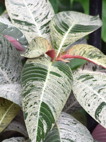 Strawberry Splash Taffeta Plant (hoffmannia ghiesbreghtii)