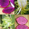 8 Plant, Dragon Fruit Cactus Mix (hylocereus)