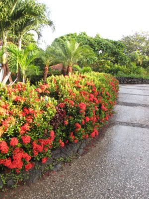 Maui Red Volcano Hedge (ixora)