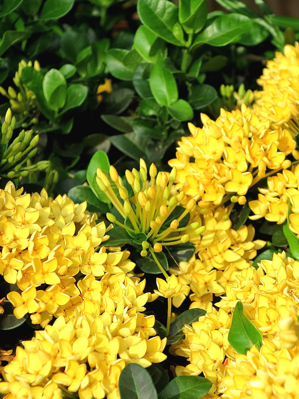 Hawaiian Sunset Yellow Hedge (ixora) – Kens Nursery