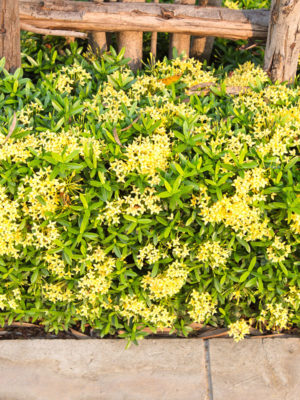 Hawaiian Sunset Yellow Hedge (ixora)