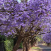 Jacaranda Hawaiian Blue Tree (jacaranda mimosifolia)
