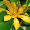 Joy Perfume Tree (magnolia champaca)