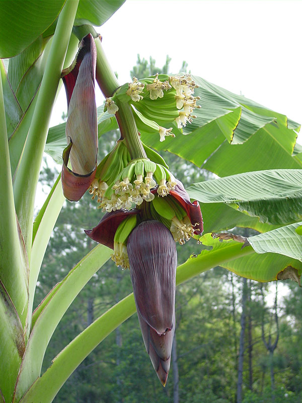 Dwarf Acuminata Wild Banana Tree musa Acuminata Sp Kens Nursery