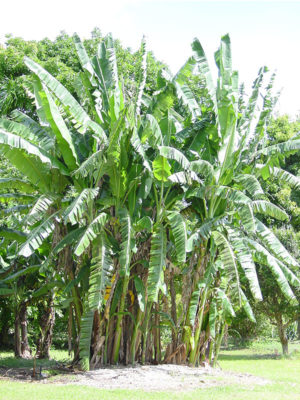 Acuminata Wild Banana Tree (musa acuminata)