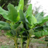 Wild Balbisiana Banana Tree (musa balbisiana)