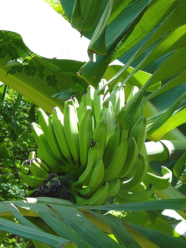 Dwarf Maoli Banana Tree (musa kaualau) – Kens Nursery