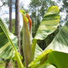 XL Variegated Dwarf Namwah Thai Banana Tree (musa namwah)