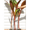 Lg. Red Leaf Abyssinian Banana Tree (ensete ventricosum)