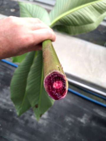 Fe'i Orange Banana Bloody (musa aiuri)