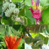 4 Plant, Banana Tree Mix (musa sp)