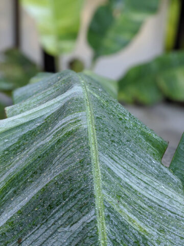 XL Variegated Dragons Blood Banana Tree (musa)