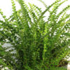 Lg. Lemony Button Fern (nephrolepis cordifolia duffii)