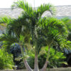 Multi-Plant Pot, Christmas Palm Tree (adonidia merrillii)