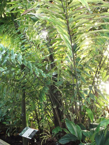 Super Dwarf Thai Sugar Palm Tree (arenga caudata)