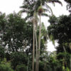 Cold Hardy King Palm Piccabeen/Bangalow (archontophoenix cunn.)