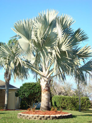 XL Bismarck Madagascar Palm Tree (bismarckia nobilis)