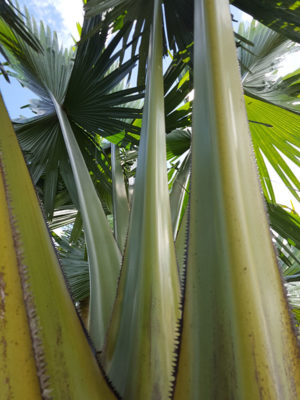 XL Giant Talipot Palm Tree (corypha Umbraculifera)
