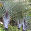 Triangle Palm Tree (dypsis decaryi)
